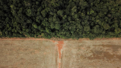 Brésil: La déforestation en Amazonie en baisse lors du premier mois de Lula